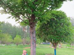 -黄海国家森林公园