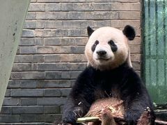 -都江堰中华大熊猫苑