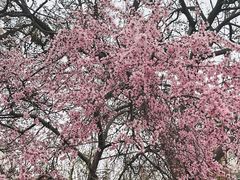 -桃花堤公园