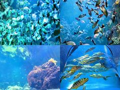 -海合安青岛极地海洋公园