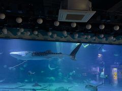 -烟台海昌鲸鲨海洋公园