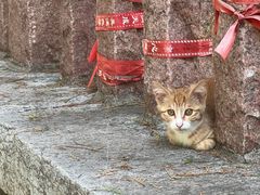 -四门塔风景区