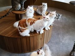 -飞行喵MR PILOT|猫舍·猫咖(静安大融城店)