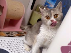 -Bastet sally猫舍购宠(静安店)