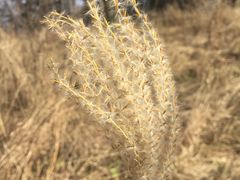 -鲁山国家森林公园