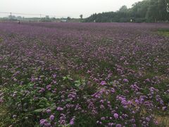 -北京东方普罗旺斯薰衣草庄园