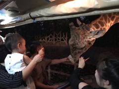 -清迈夜间动物园