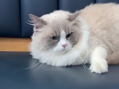 -伟伟宠物医院·瑞派猫友好医院·猫科(光谷店)