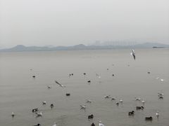 -深圳湾公园(南山区)