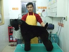 -优缇多格专业宠物美容师培训学校