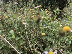 -鹅滋道(甘坑古镇店)