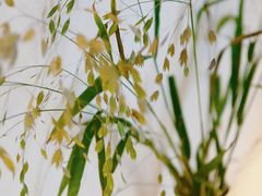 -伊斯坦布尔土耳其清真咖啡餐厅