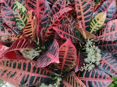 -利群海琴购物广场(商丘路店)