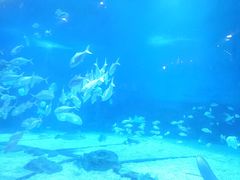 -烟台海昌鲸鲨海洋公园