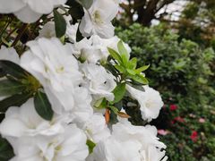 -海上花岛玫瑰园采摘