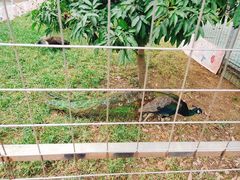 -迪茵湖田家舍生态农场