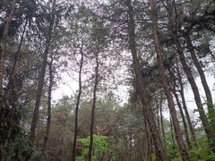 -铁山坪森林公园