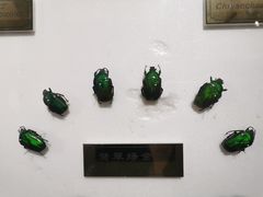 -上海昆虫博物馆