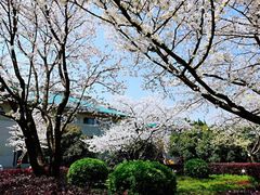 -武汉大学-樱园
