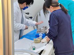 -北京观赏动物医院·24小时大型综合·猫专科·异宠专科