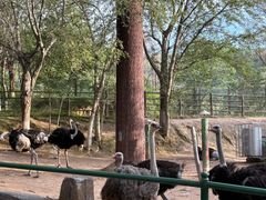 -青藏高原野生动物园