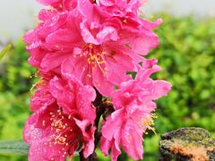 -南国桃园旅游度假区