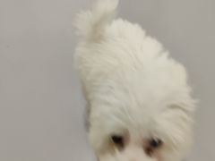 -杠上开花自助棋牌室