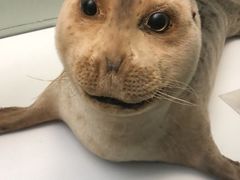 -陕西自然博物馆