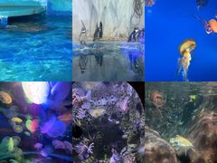 -太平洋海底世界