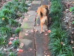 -唐小姐の猫狗洗护·购宠旗舰店(周浦万达店)