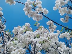 -天适樱花悠乐园