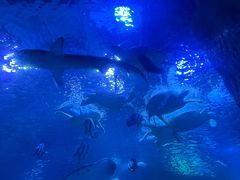 -太平洋海底世界