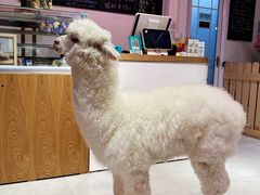 -Heymao猫咖.咖啡厅(东门店)