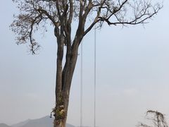 -大树秋千