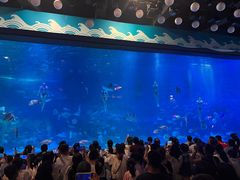 -烟台海昌鲸鲨海洋公园