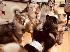 -Husky Go! 哈士奇体验馆·宠物咖啡厅狗咖