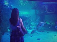 -悉尼海洋生物水族馆