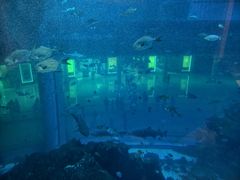 -迪拜水族馆及水下动物园