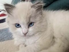 -中农国际动物医院24小时·猫科·骨科·急重症中心