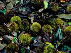 -上海佘山国家森林公园天马山园