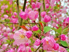 -上海辰山植物园