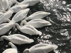 -烟墩角天鹅湖