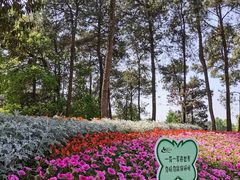 -铁山坪森林公园