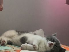 -Bastet sally猫舍购宠(静安店)