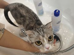 -momokira米努特·德文卷毛猫·棉花面纱犬