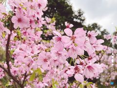 -南山植物园