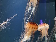 -成都浩海立方海洋公园