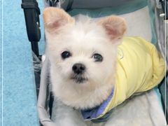 -北京赛佳动物医院