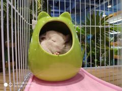 -龟与熊猫宠物公园(南坪店)