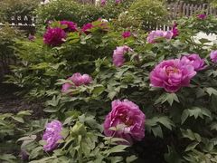 -莲花池公园